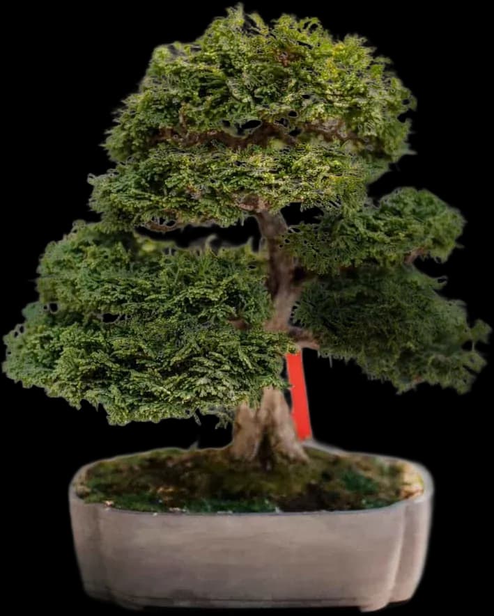 Bonsai
