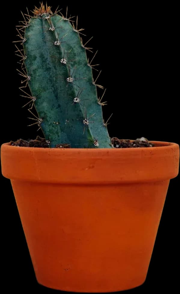 Kaktus