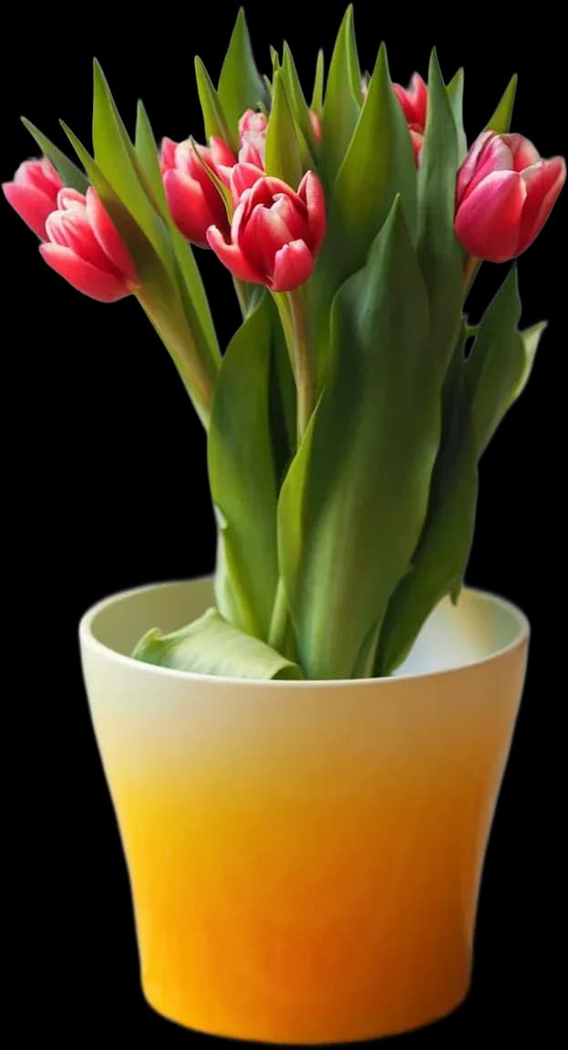 Tulipani